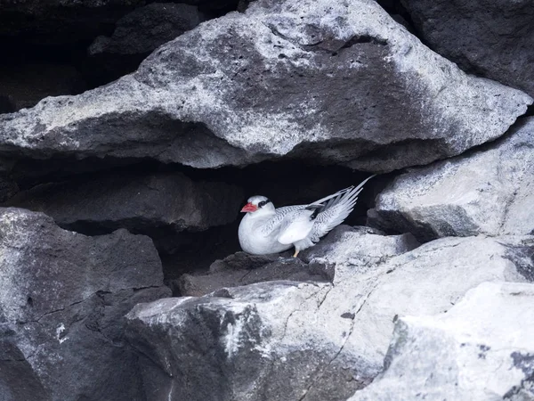 Red Billed Tropicbird Phaethon Aethereus Nesting Rock Bends Santa Cruz — Stock Photo, Image