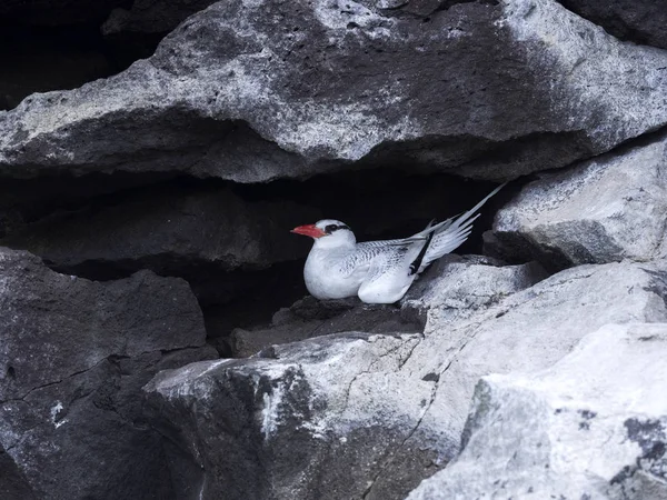 Κόκκινος Τιμολογημένος Tropicbird Φαέθων Aethereus Φωλιάζουν Στο Rock Στροφές Σάντα — Φωτογραφία Αρχείου