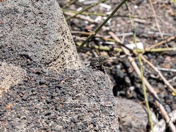 Lagarto Lava Galápagos Microlophus Albemarlensis Endémico Isla Galápagos Santa Cruz — Foto de Stock