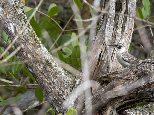 Élelmet Ágak Santa Cruz Galapagos Szigetek Ecuador Galapagos Mockingbird Nesomimus — Stock Fotó