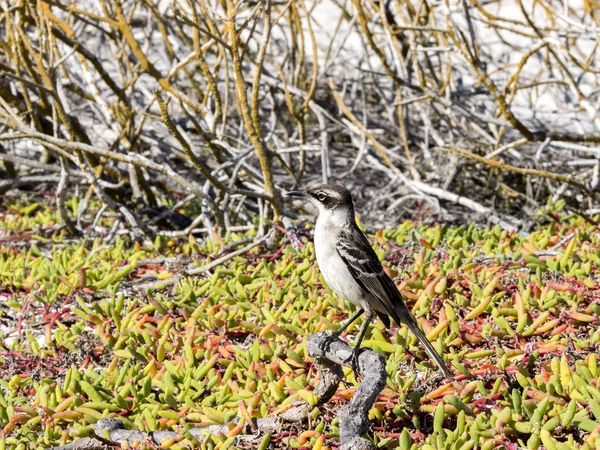 Nesomimus Parvulus Színes Part Menti Növényzetre Santa Cruz Galapagos Szigetek — Stock Fotó