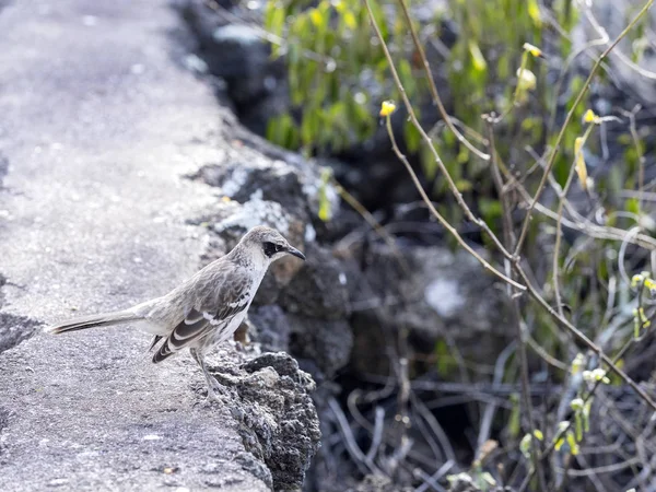 Galapagos Mockingbird Nesomimus Parvulus Mur Santa Cruz Wyspy Galapagos Ekwador — Zdjęcie stockowe