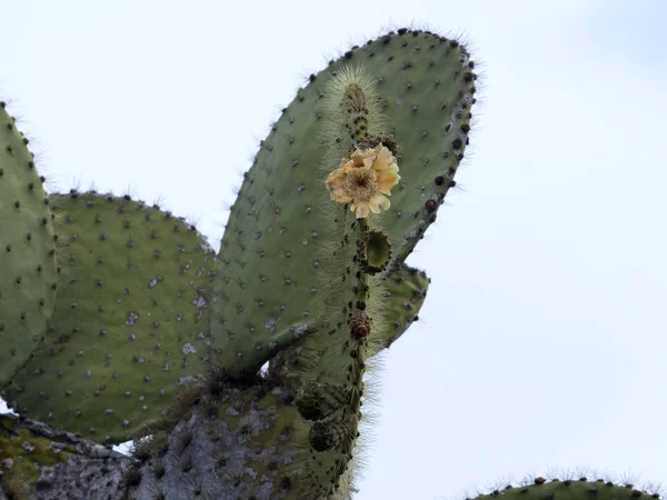 Virágzó Opuntia Echios Barringtonensis Egy Endemikus Galapagos Ecuador Galapagos Santa — Stock Fotó