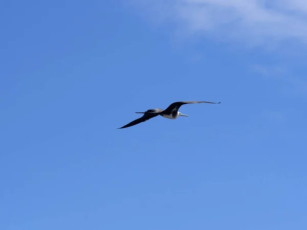 Fliegende Prächtige Fregattvögel Fregata Magnificens North Seymour Galapagos Ecuador — Stockfoto