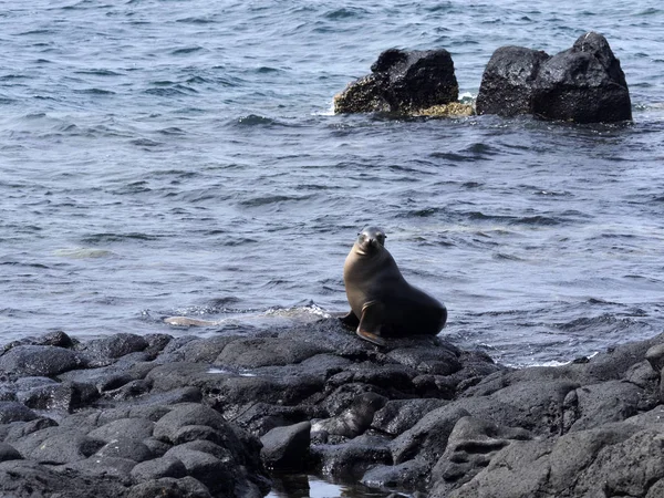 Sea Lion Zalophus Californianus Wollebaeki Beach North Seymour Island Galapagos — Stock Photo, Image