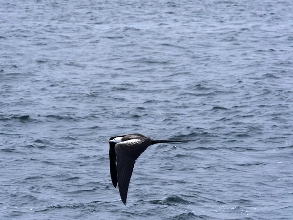 Frigatebird Fregata Magnificens 세이무 갈라파고스 에콰도르 — 스톡 사진