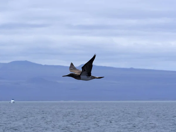 Flying Blue Footed Nastražená Sula Nebouxii Excisa Sever Seymour Galapágy — Stock fotografie