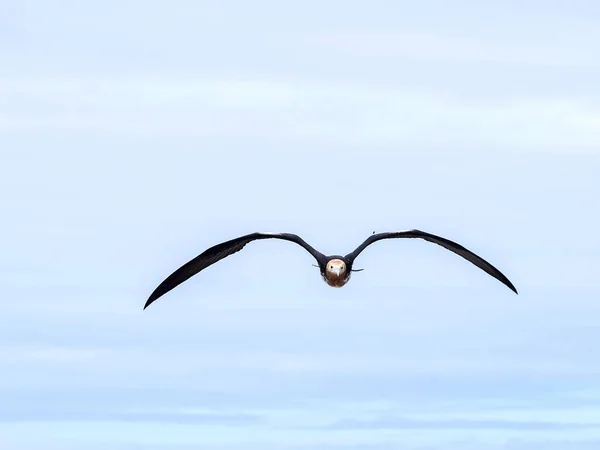 飞越壮丽的 Frigatebird Fregata Magnificens 北西摩 加拉帕戈斯群岛 厄瓜多尔 — 图库照片