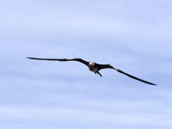 Létající Fregatka Fregata Magnificens Severní Seymour Galapágy Ekvádor — Stock fotografie