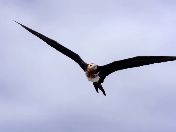 Flygande Magnifika Fregattfågel Magnifik Fregata Norra Seymour Galapagos Ecuador — Stockfoto