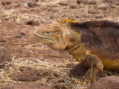 Portre arazi iguana,, Conolophus subcristatus, Kuzey Seymour Galapagos, Ecuador