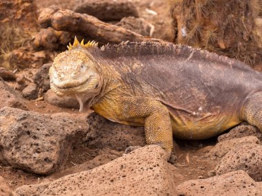 Portre arazi iguana,, Conolophus subcristatus, Kuzey Seymour Galapagos, Ecuador