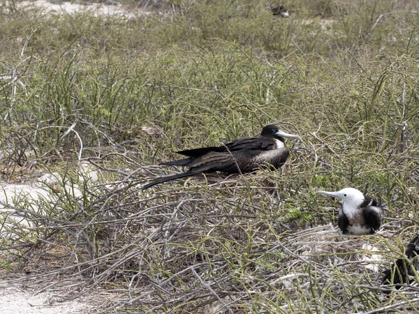 Frigatebird의 식민지를 Fregata Magnificens 세이무 갈라파고스 에콰도르에 — 스톡 사진