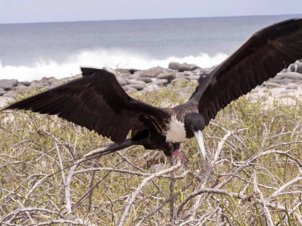 Frigatebird의 식민지를 Fregata Magnificens 세이무 갈라파고스 에콰도르에 — 스톡 사진