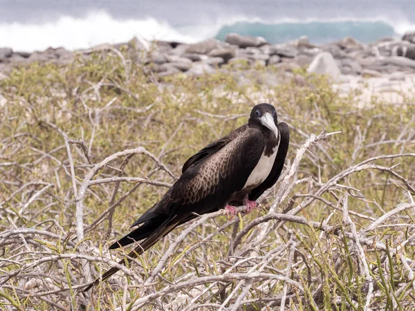 女性华丽的 Frigatebird Fregata Magnificens 北西摩 加拉帕戈斯群岛 厄瓜多尔 — 图库照片