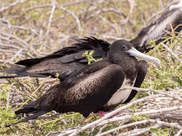 Femelle Magnifique Frégate Fregata Magnificens Sur Nid Seymour Nord Galapagos — Photo