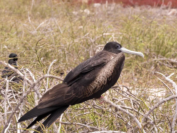 Femelle Magnifique Frégate Fregata Magnificens Sur Nid Seymour Nord Galapagos — Photo