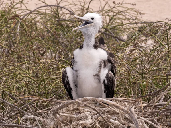 Prachtige Jonge Fregatvogel Fregata Magnificens Het Nest North Seymour Galapagos — Stockfoto