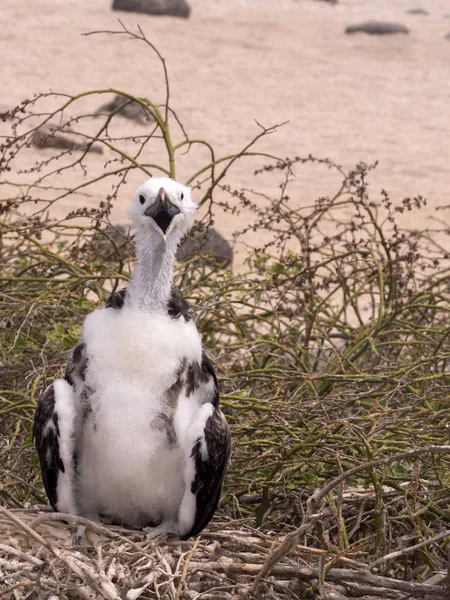 웅대한 Frigatebird Fregata Magnificens 세이무 갈라파고스 에콰도르에 — 스톡 사진