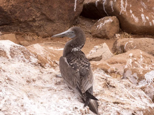 Booby Patas Azules Sula Nebouxii Excisa Seymour Norte Galápagos Ecuador — Foto de Stock