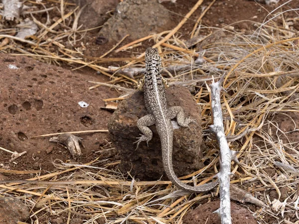 Сан Крістобаль Лави Ящірок Microlophus Bivittatus Сеймур Галапагоські Острови Еквадор — стокове фото