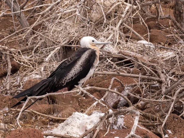 Femelle Magnifique Frégate Fregata Magnificens Sur Nid Seymour Nord Galapagos — Photo