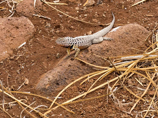 Σαν Κριστόμπαλ Λάβα Σαύρες Microlophus Bivittatus Βόρεια Seymour Γκαλαπάγκος Ισημερινός — Φωτογραφία Αρχείου