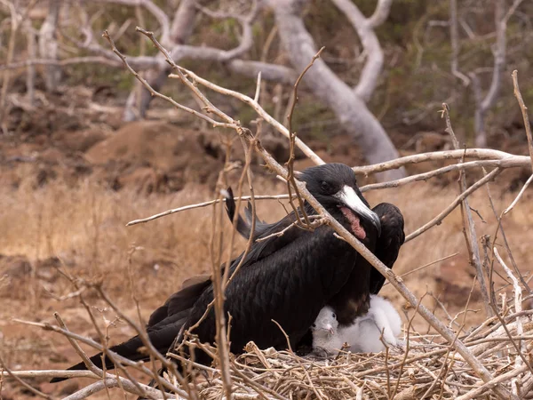 웅대한 Frigatebird Fregata Magnificens 시무어 갈라파고스 에콰도르와 둥지에 — 스톡 사진