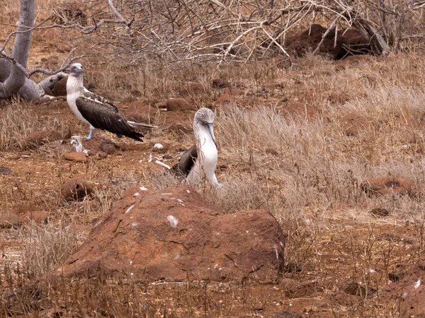 Blauw Footed Booby Sula Nebouxii Excisa North Seymour Galapagos Ecuador — Stockfoto