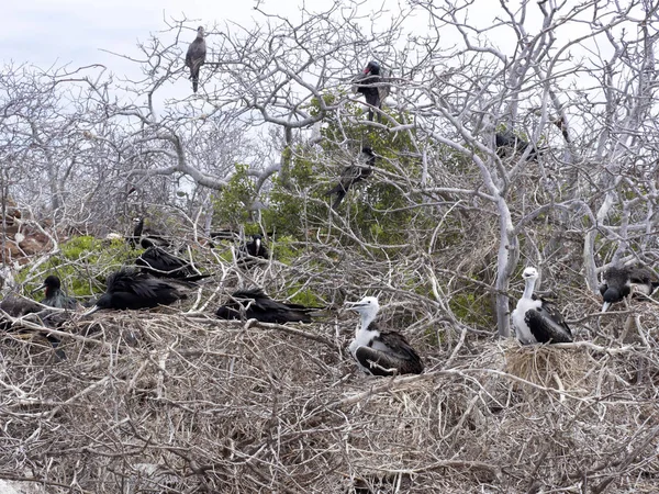 Nistkolonie Prachtvoller Fregattvögel Fregata Magnificens Auf Dem Nest Nordseymour Galapagos — Stockfoto