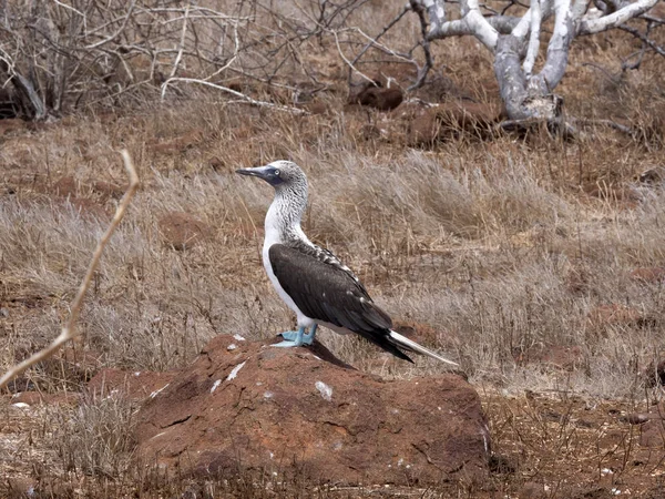 Bottes Pieds Bleus Sula Nebouxii Excisa Seymour Nord Galapagos Équateur — Photo