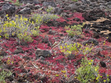 Ada biyotop, Kuzey Seymour Galapagos, Ecuador