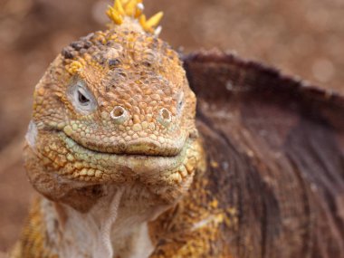 Portre arazi iguana,, Conolophus subcristatus, Kuzey Seymour Galapagos, Ecuador
