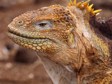 Portre arazi iguana,, Conolophus subcristatus, Kuzey Seymour Galapagos, Ecuador