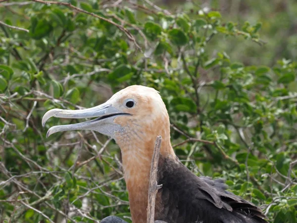 Porträtt Kvinnliga Magnifika Fregattfågel Fregata Magnifik Norra Seymour Galapagos Ecuador — Stockfoto