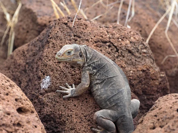 Grande Terra Iguana Subcristatus Conolophus Está Bastante Lotada Ilha Seymour — Fotografia de Stock