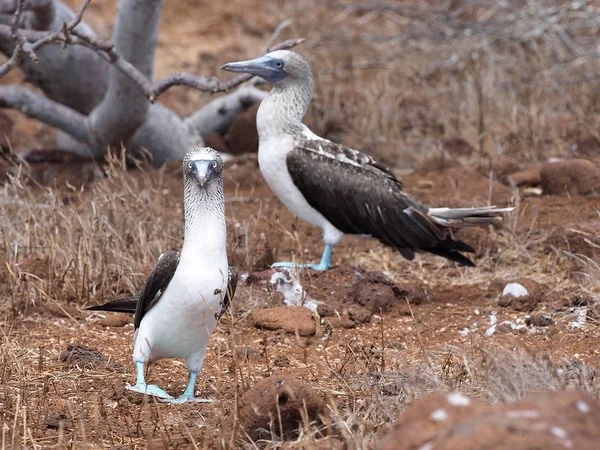 Wedding dances Blue-footed Booby, Sula nebouxii excisa, North Seymour, Galapagos, Ecuador