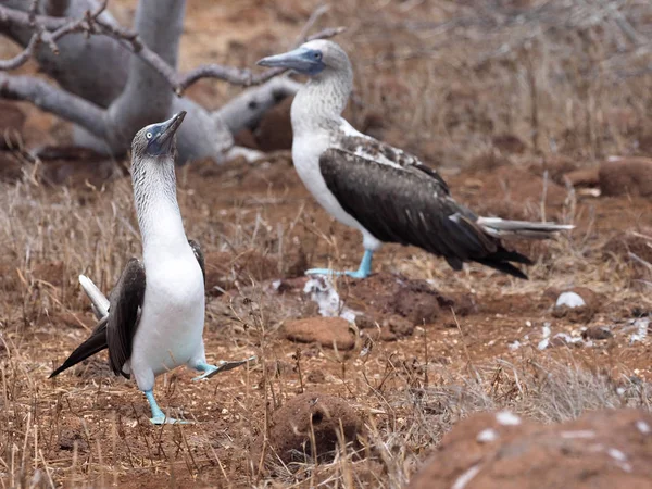 Bruiloft Dansen Blauwvoetgent Sula Nebouxii Excisa North Seymour Galapagos Ecuador — Stockfoto