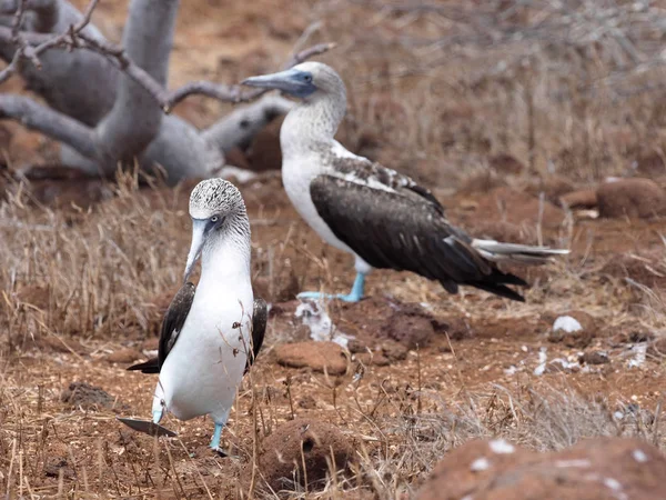 Свадебные Танцы Blue Footed Booby Sula Nebouxii Excisa North Seymour — стоковое фото