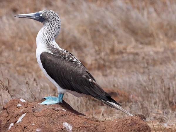 Erkek Mavi Paçalı Sümsük Sula Nebouxii Excisa Kuzey Seymour Galapagos — Stok fotoğraf