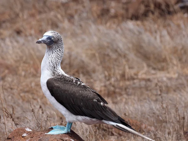 Erkek Mavi Paçalı Sümsük Sula Nebouxii Excisa Kuzey Seymour Galapagos — Stok fotoğraf