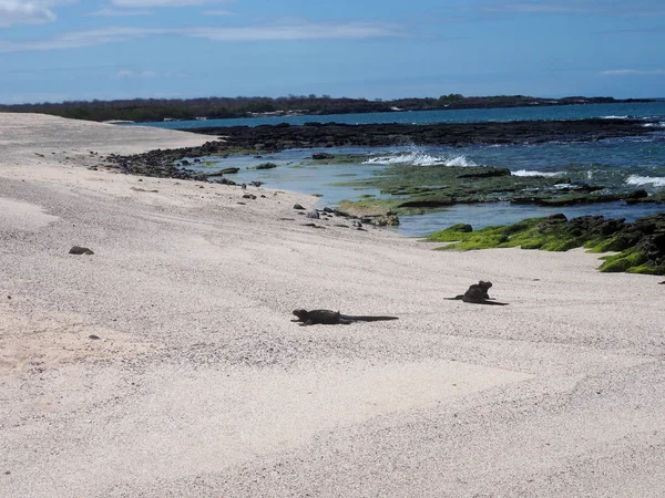 Costa Pitoresca Pequena Ilha Norte Galápagos Equador — Fotografia de Stock