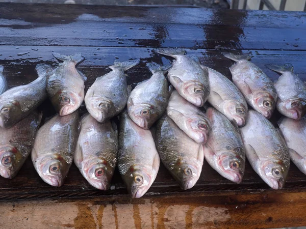 Färsk Fisk Marknaden Coca Ecuador — Stockfoto