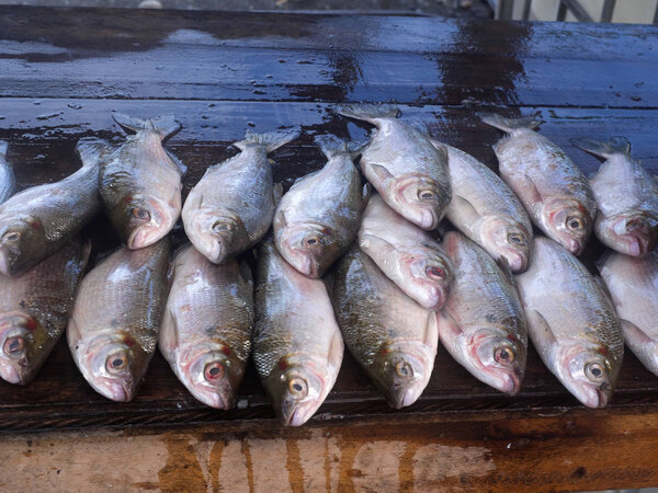 fresh fish at the market, Coca, Ecuador