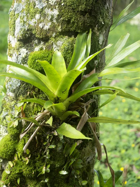 Bromelia Ett Träd Yasuni Nationalpark Ecuador — Stockfoto