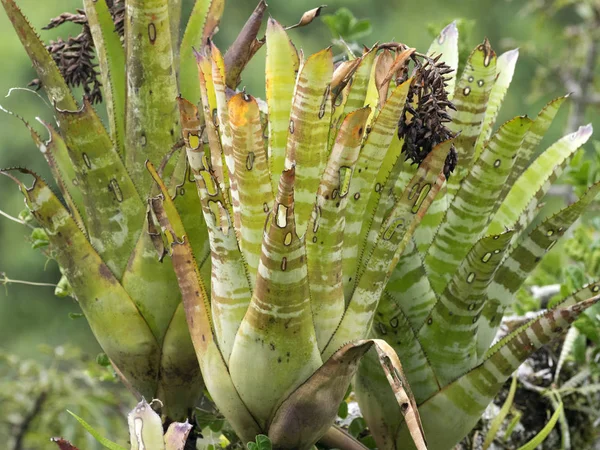Bromelia Дереву Ясуні Національного Парку Еквадор — стокове фото