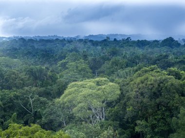 yukarıdan Amazon Nehri Napo, Yasuni Milli Parkı, Ekvador görüntülemek