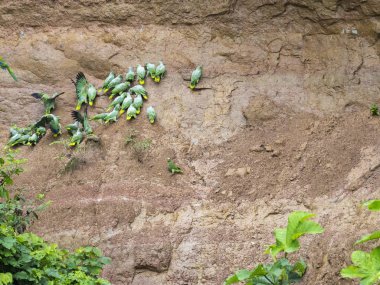 Kil papağan / tuz yalamak Amazon Nehri Napo, Yasuni Milli Parkı, Ecuador