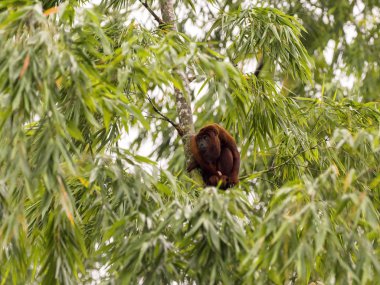 Kırmızı uluyan maymun, Alouatta Seniculus, Amazon Nehri Napo, Yasuni Milli Parkı, Ecuador