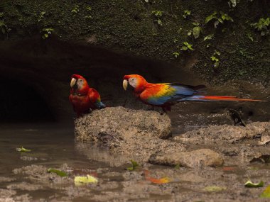 Scarlet Macaw, Ara macao, drinking from warthole, Yasuni National Park, Ecuador clipart